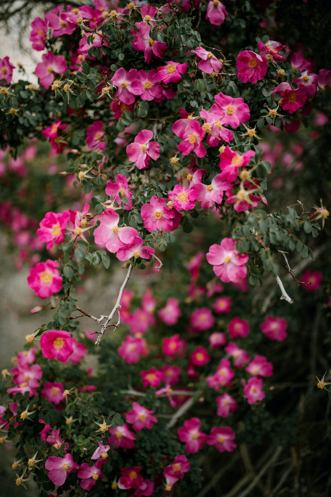Looking at the World Through Rose Colored Glasses